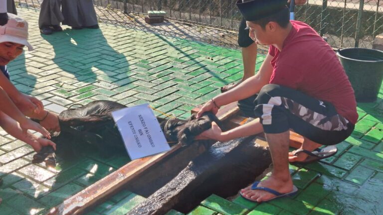 Semangat Berkurban Sejak Dini, SDIT Al Mu’min Gelar Pemotongan Hewan Kurban 1447 H